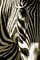 Zebra Head Poster Print by Courtney Lawhorn - Item # VARPDXL724D